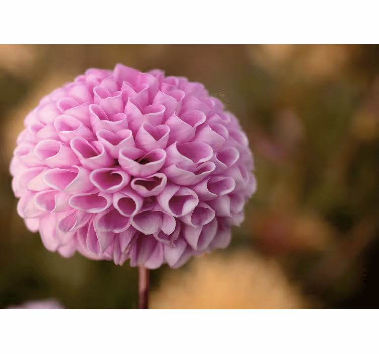 Rolgordijn slaapkamer elegante rozenhartjes in roze - TenStickers