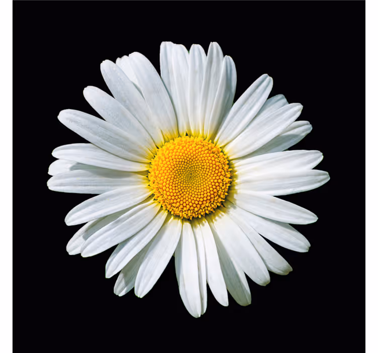Rolgordijn slaapkamer zwart-witte madelief bloem - TenStickers