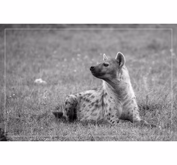 Rolgordijn slaapkamer schattige hyena - TenStickers