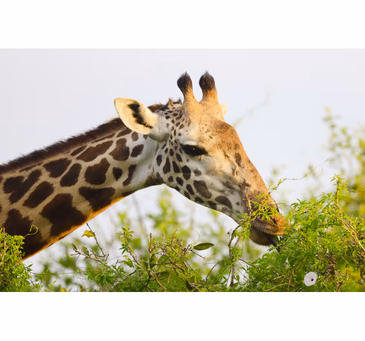 Rolgordijn slaapkamer dieren hoge giraffe - TenStickers
