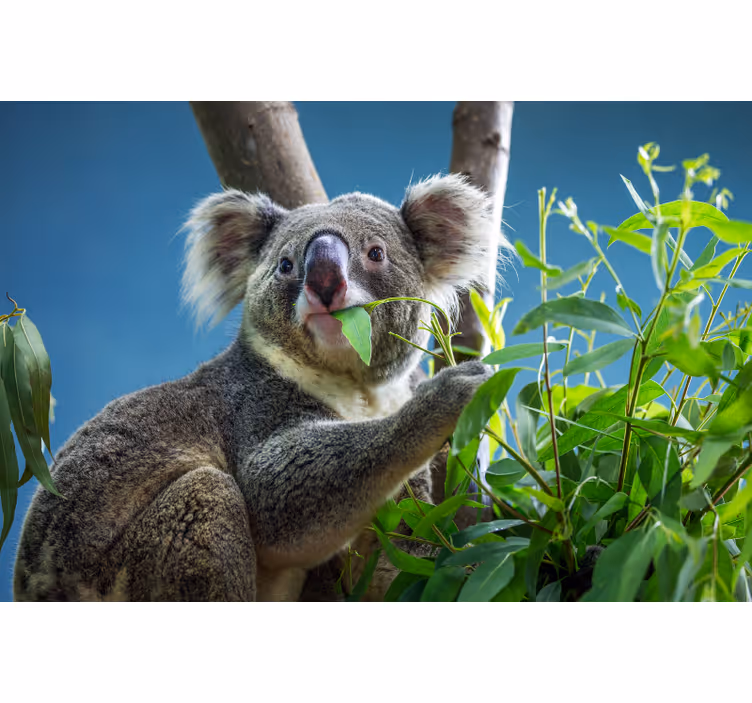 Rolgordijn slaapkamer schattige koala beren - TenStickers