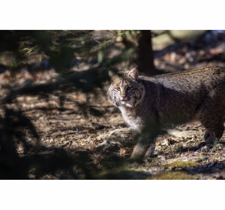 Rolgordijn slaapkamer wilde kat - TenStickers