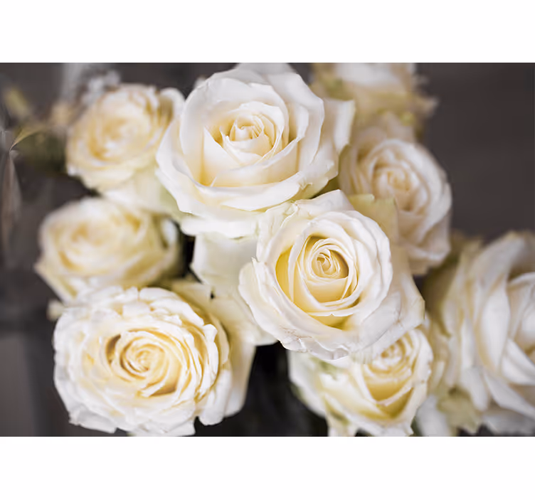 Wit rolgordijn met achtergrond van witte rozen - TenStickers