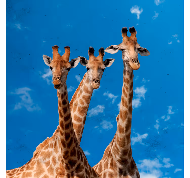 Kinderkamer rolgordijn giraffen & blauwe lucht - TenStickers