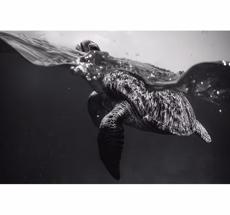 Rolgordijn zwart monochrome schildpad zwemmen - TenStickers
