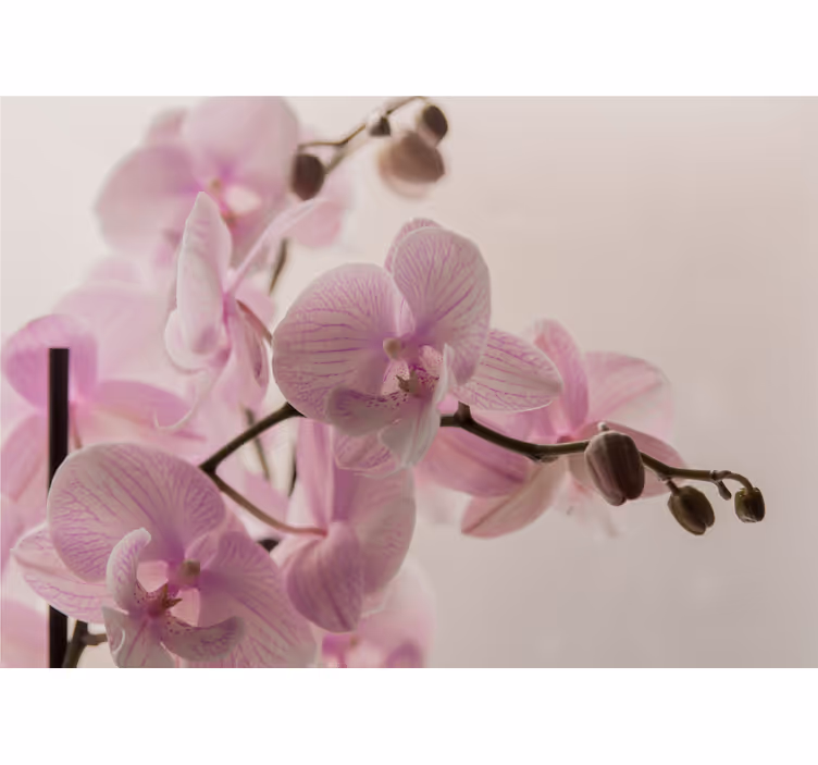 Rolgordijn slaapkamer orchid ontwerp - TenStickers