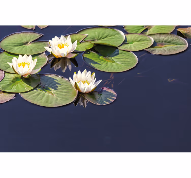 Rolgordijn slaapkamer lotus realistisch in vijver - TenStickers