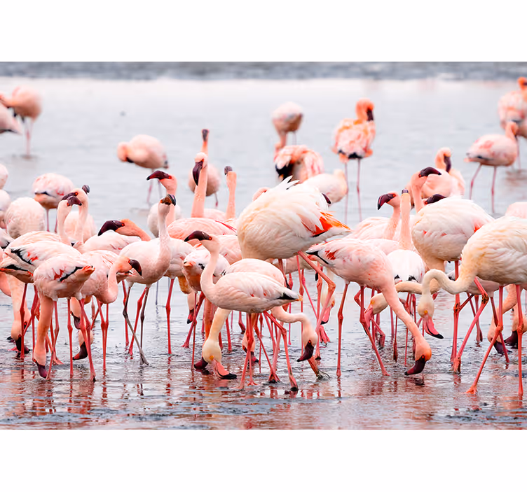 Rolgordijn woonkamer "camargue" regio met flamingo's - TenStickers