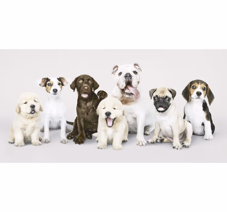 Rolgordijn dieren puppy fotografie - TenStickers