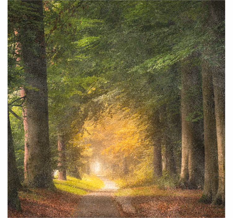 Kantoor rolgordijn een wandeling door het bos - TenStickers