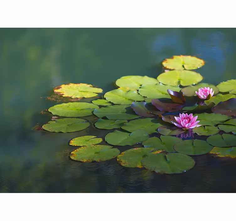 Zen rolgordijn twee lotus bloemen - TenStickers