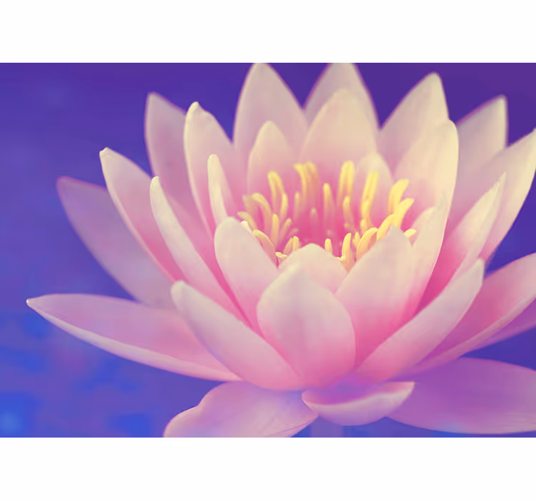 Zen rolgordijn roze lotus bloem - TenStickers