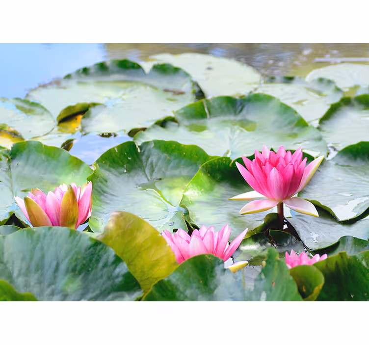 Zen rolgordijn met lijntekeningen van lotus bloemen - TenStickers
