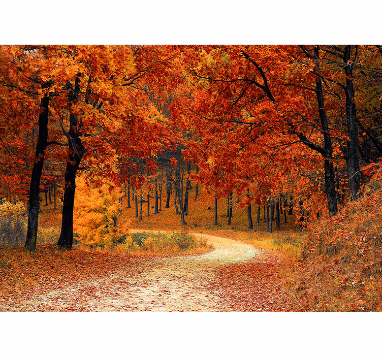 Oranje rolgordijn behang - herfstbomen - TenStickers