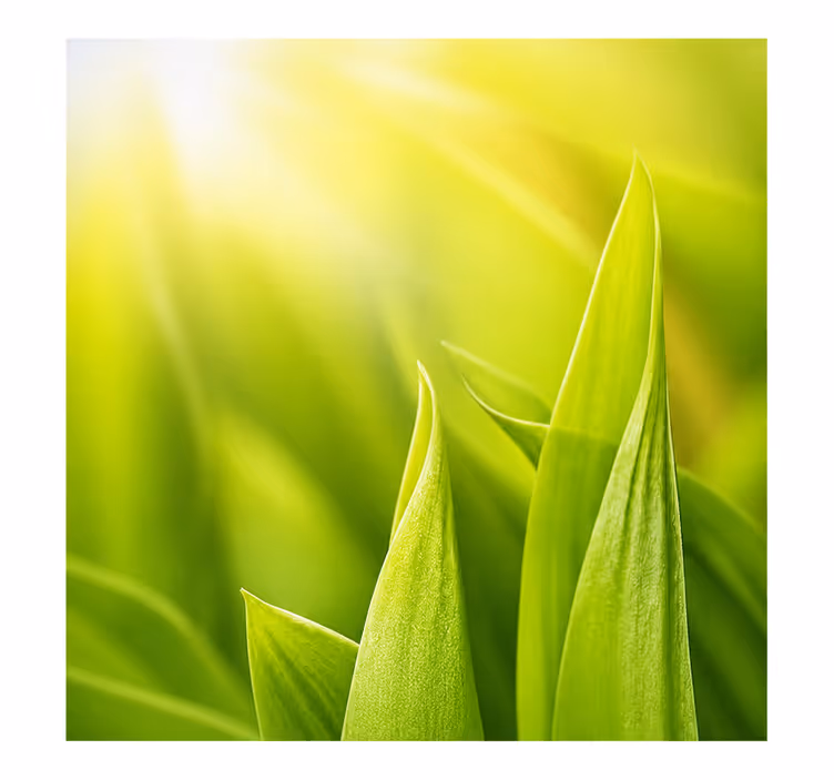 Rolgordijn groen sunny plant - TenStickers