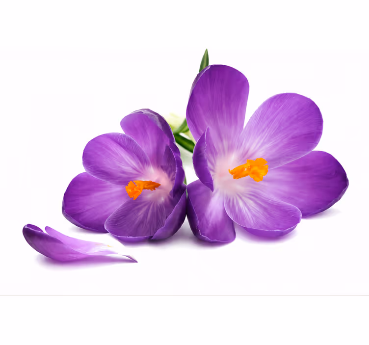 Rolgordijn paars geplukte bloemen vredig - TenStickers