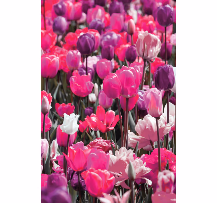 Paarse tulp bloeit rolgordijn bloemen en planten - TenStickers