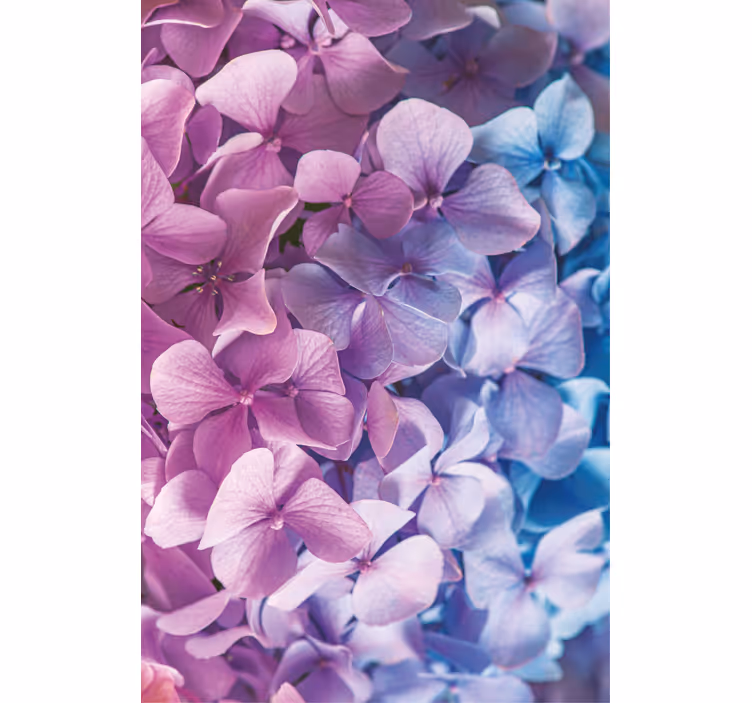 Hortensia bloemblaadjes tros rolgordijn bloemen en planten - TenStickers