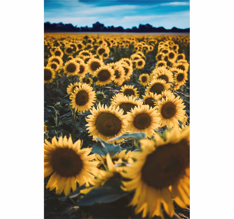 Rolgordijn bloemen Zon bloem veld - TenStickers