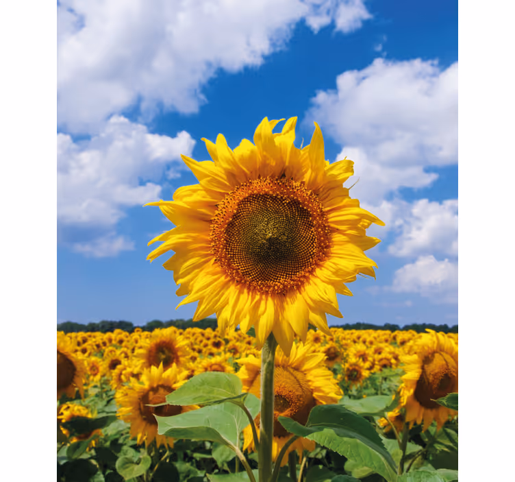 Zonnebloemveld scène rolgordijn bloemen en planten - TenStickers