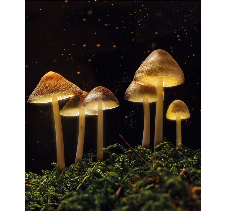Gloeiende paddenstoelen in de natuur rolgordijn anders - TenStickers