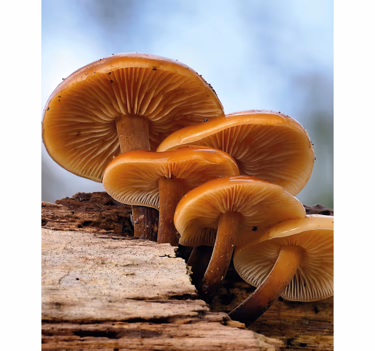 Groei van paddenstoelen rolgordijn bloemen en planten - TenStickers
