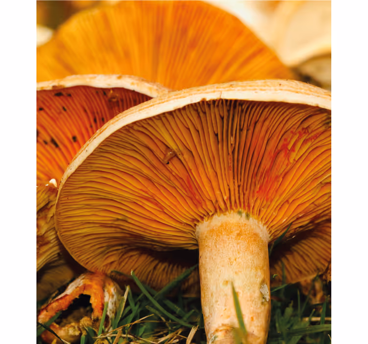 Paddenstoelen genot rolgordijn anders - TenStickers