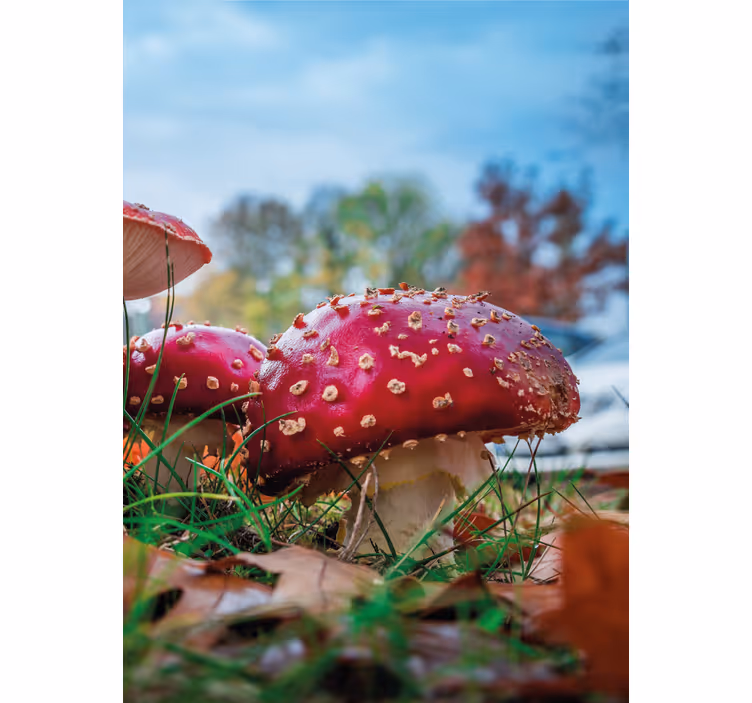 Levendige rode paddenstoelen rolgordijn bloemen en planten - TenStickers