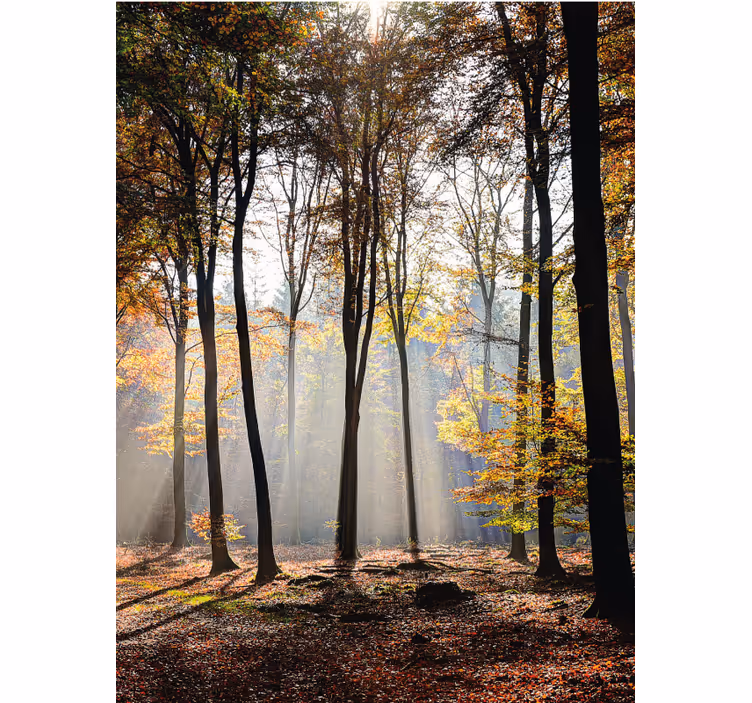 Zonnig boslandschap rolgordijn bomen - TenStickers