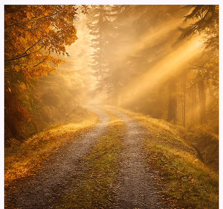 Vochtig bos met zonlicht foto behang jungle - TenStickers
