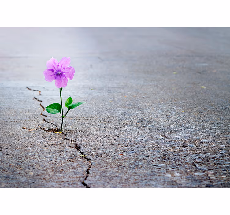 3d fotobehang bloem op straat - TenStickers