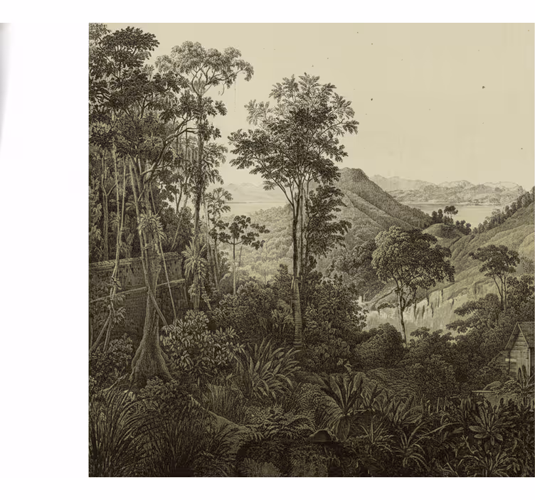 Behang bos hilly forest print - TenStickers