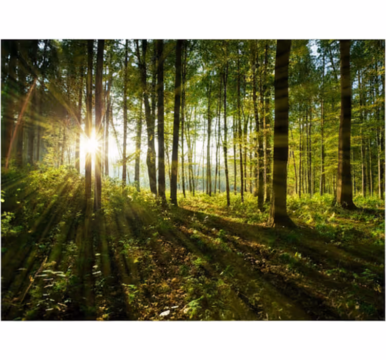 Behang bos gouden zonneburst hout - TenStickers