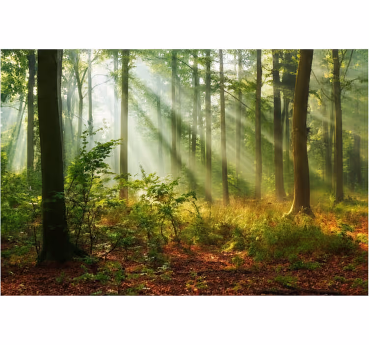Behang bos zonovergoten ochtendbos - TenStickers