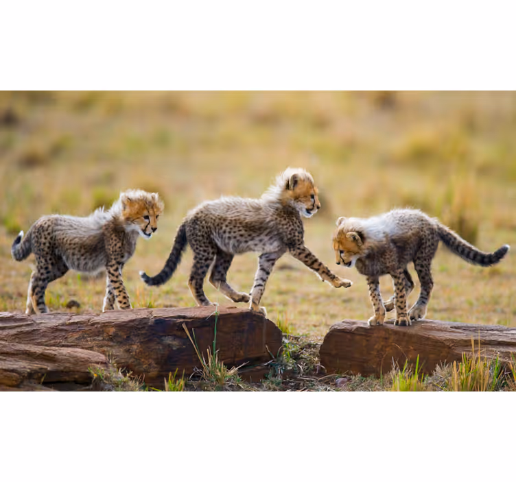 Fotobehang afrikaanse stijl schattige cheetawelpen - TenStickers