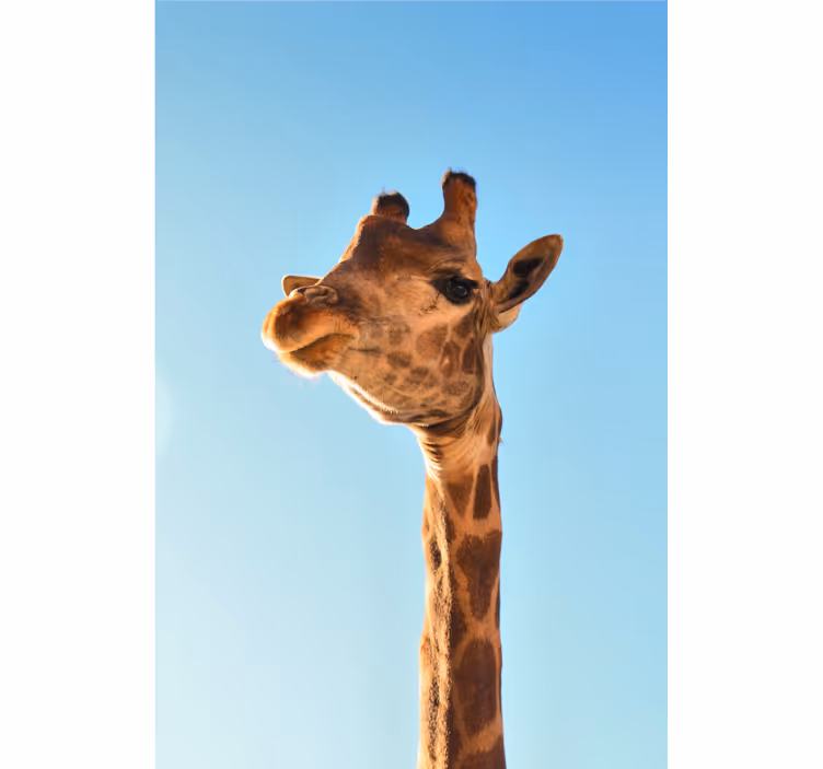 Fotobehang afrikaanse stijl giraffe close-up - TenStickers