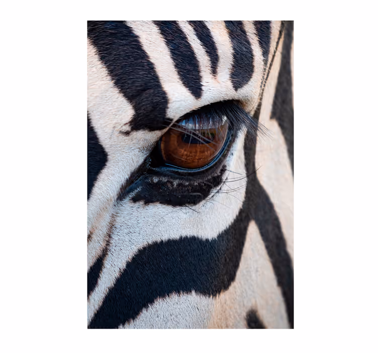 Fotobehang afrikaanse stijl oog van de zebra - TenStickers