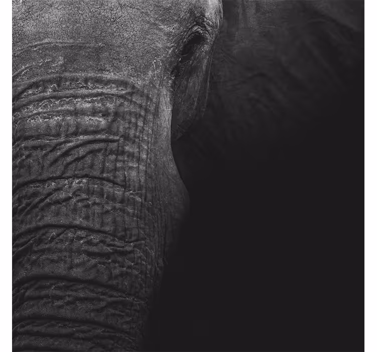 Fotobehang afrikaanse stijl elegant donkere olifant - TenStickers