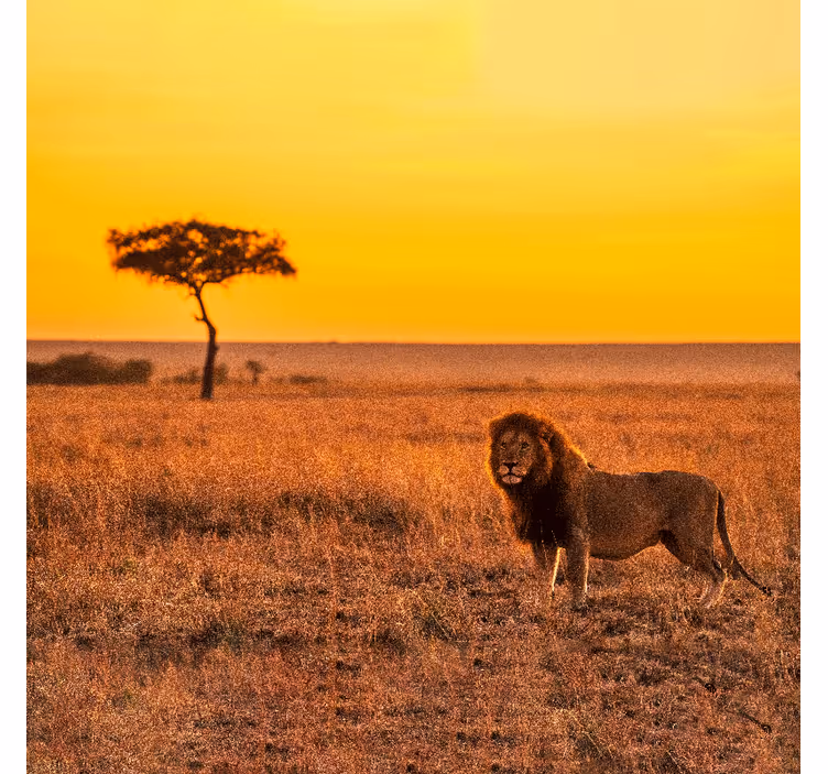 Fotobehang afrikaanse stijl wilde savanneboom in de avond - TenStickers