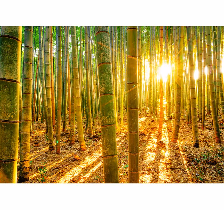 Fotobehang groen zon en bamboe - TenStickers
