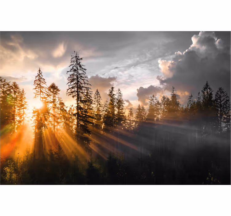 Foto behang hal bos met mist en zon - TenStickers