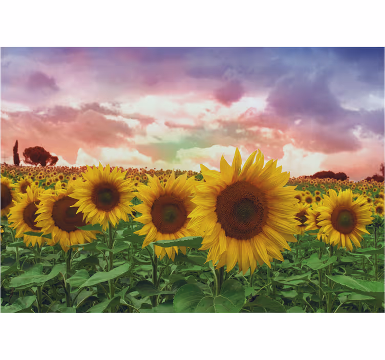 Foto behang hal zonnebloemenveld kleurrijke lucht - TenStickers