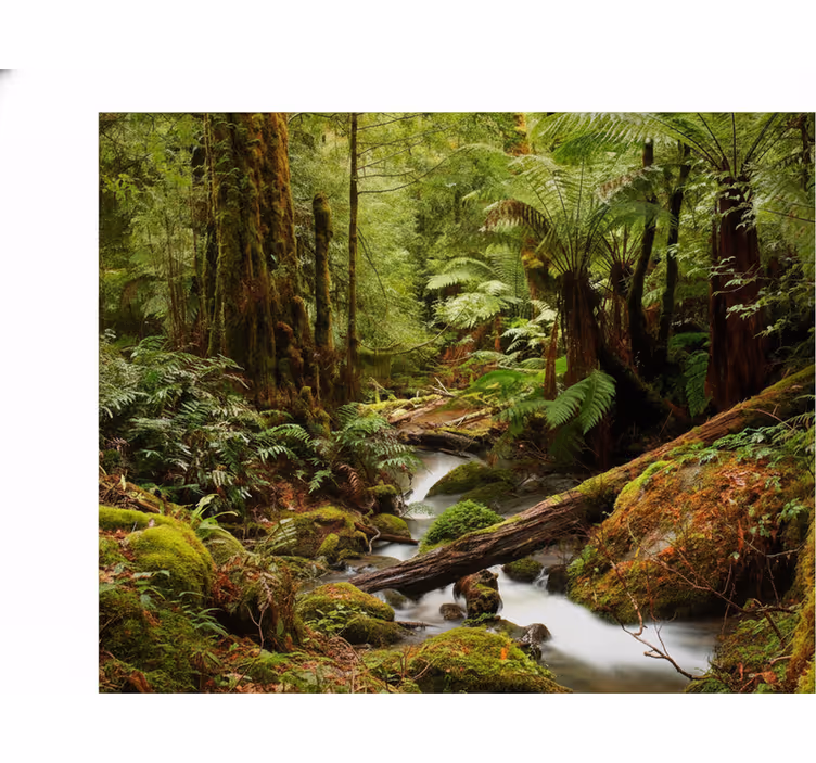 Fotobehang natuur vredig bos - TenStickers