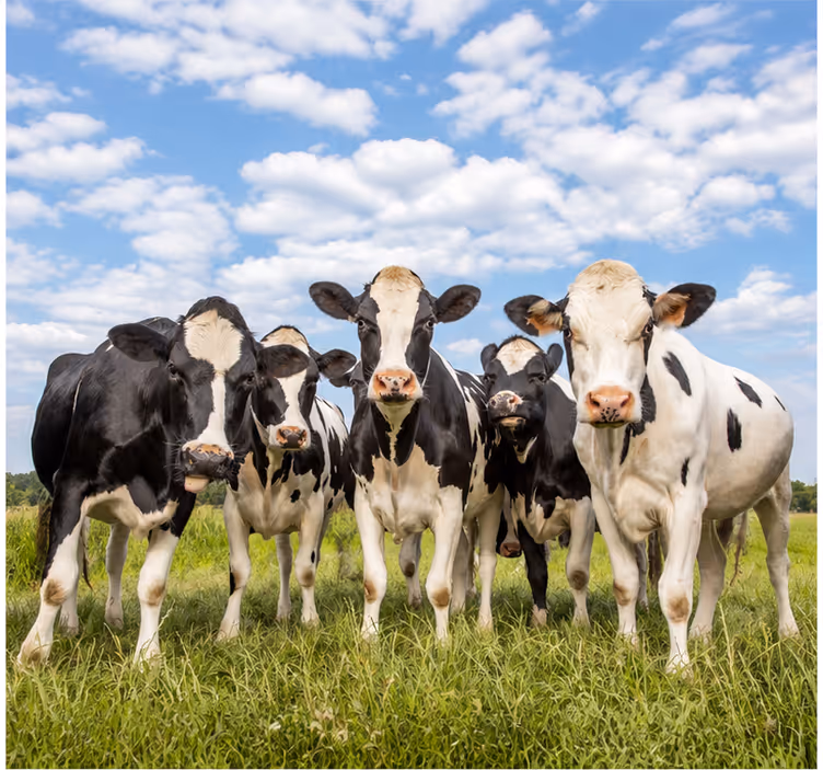 Foto behang diverse dieren natuur - TenStickers