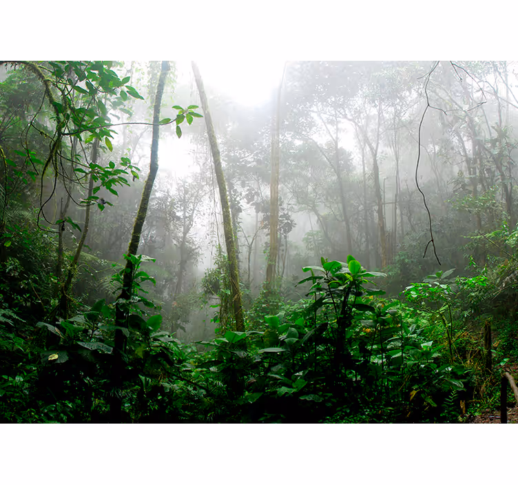 Fotobehang bos Donkere jungle - TenStickers
