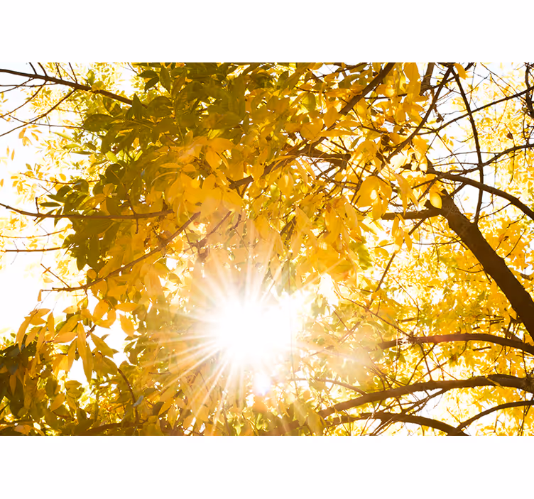 Herfstluifelstralen foto behang natuur - TenStickers