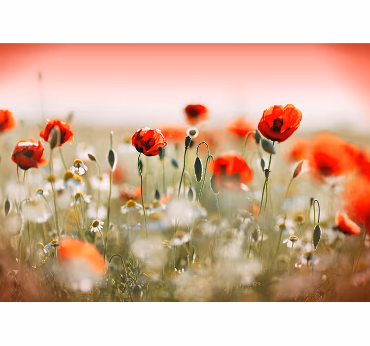 Poppy flower foto fotobehang - TenStickers
