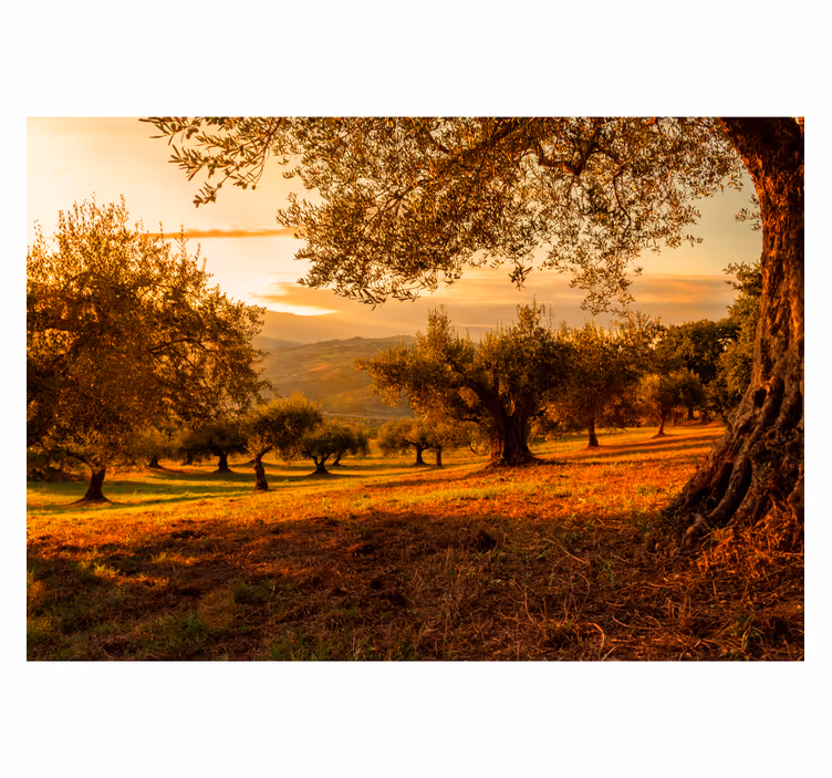 Mediterraan bosje fotobehang landschap - TenStickers
