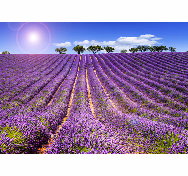 Lavendelveld uitzicht fotobehang bloemen - TenStickers