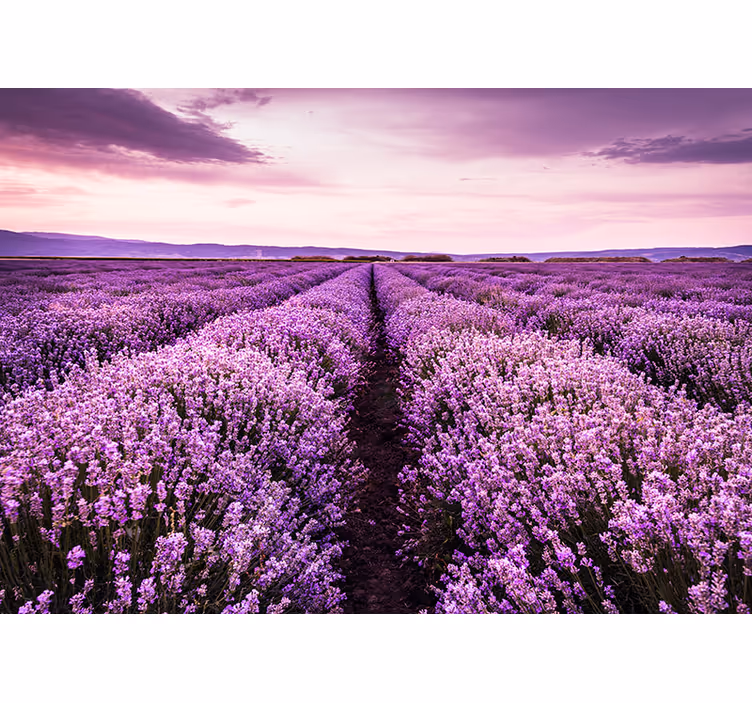 Lavendelveld panorama fotobehang bloemen - TenStickers